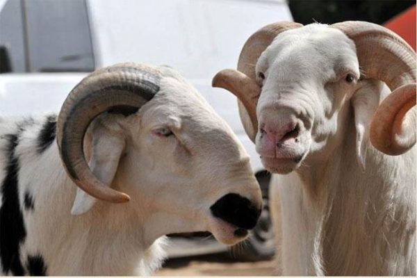 Article : Tabaski, les consommateurs dénoncent le prix du mouton
